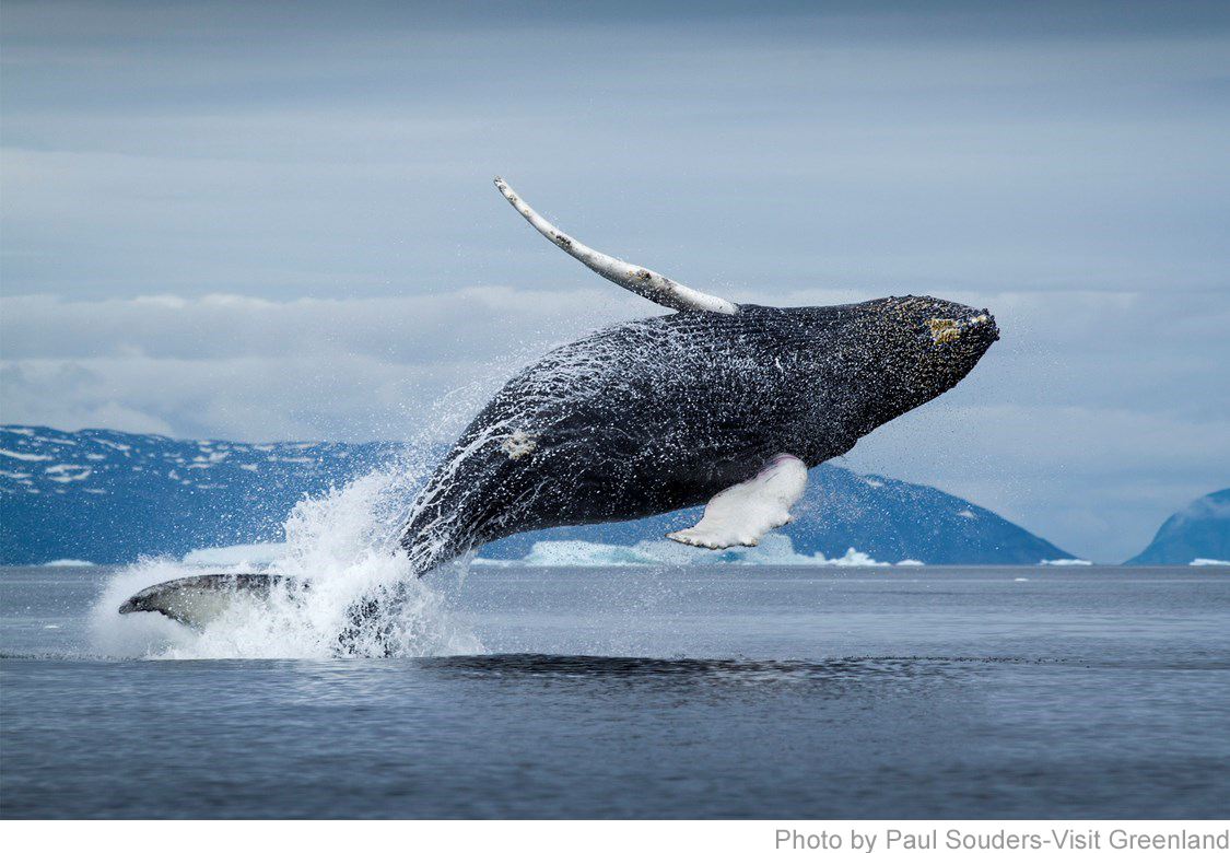 イルカとクジラの違いは大きさだけって知っていました グリーンランドのホエールウォッチングは一見の価値あり 行こうよグリーンランド
