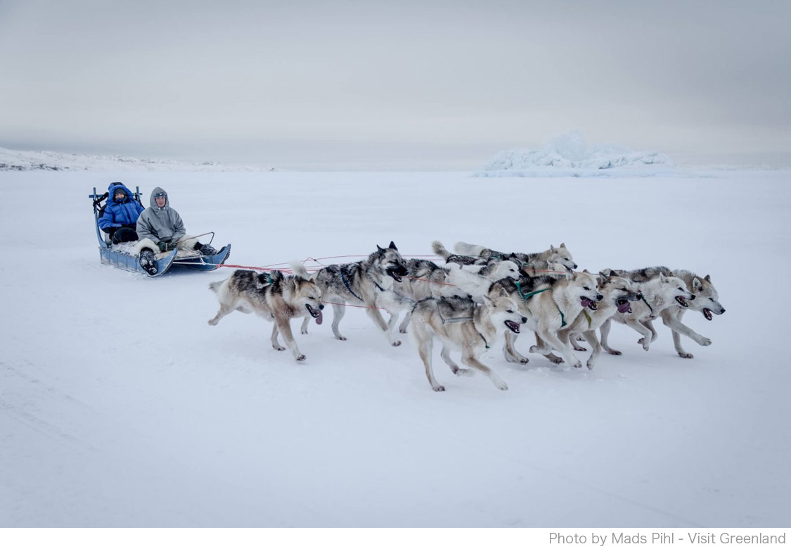グリーンランドで あなたも犬ぞり体験 行こうよグリーンランド