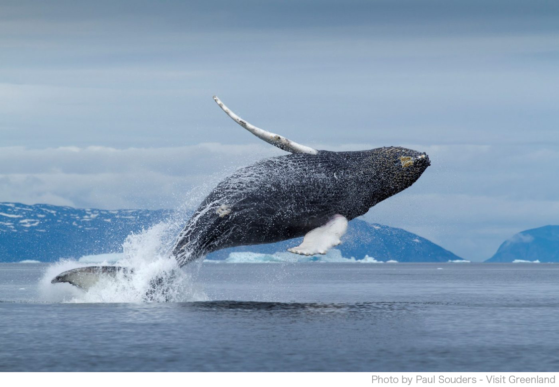 こんなに大きな体なのに こんなに愛らしいクジラの魅力 グリーンランドのワイルドライフ クジラ編 行こうよグリーンランド