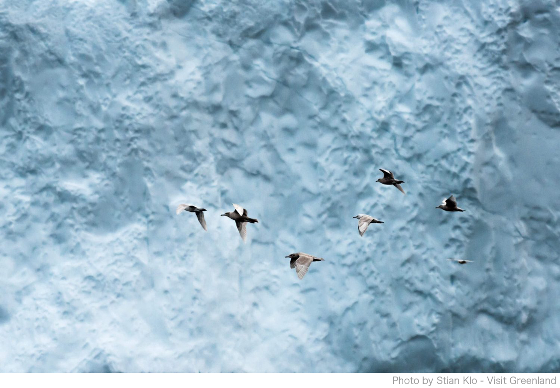 グリーンランドは渡り鳥の宝庫 グリーンランドのワイルドライフ 鳥編 行こうよグリーンランド